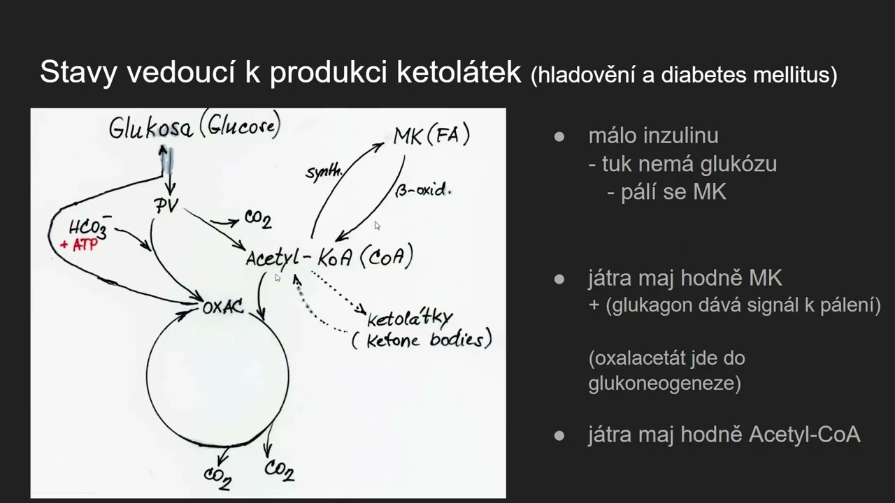 Biochemie 30 - Vznik ketolátek a jejich odbourání a význam
