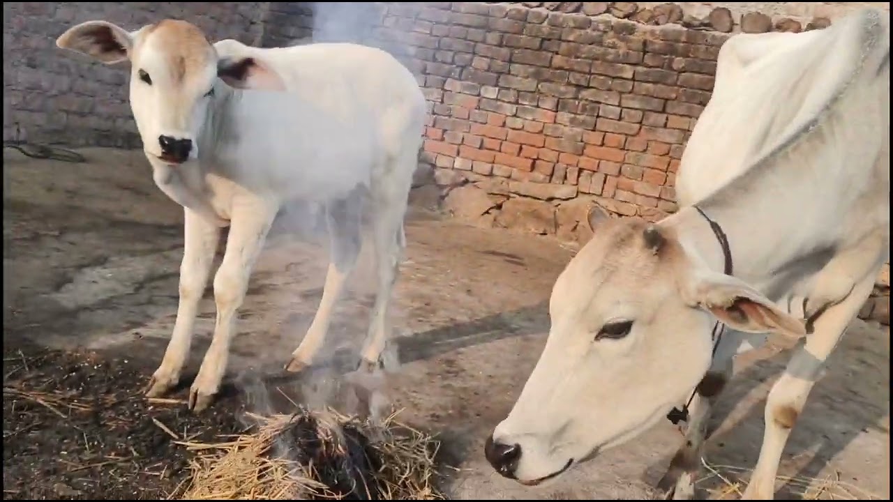 Cow vlogs#viral cow video for kids#cowvideos Cows videos with dance|Cow funny video funny#cows