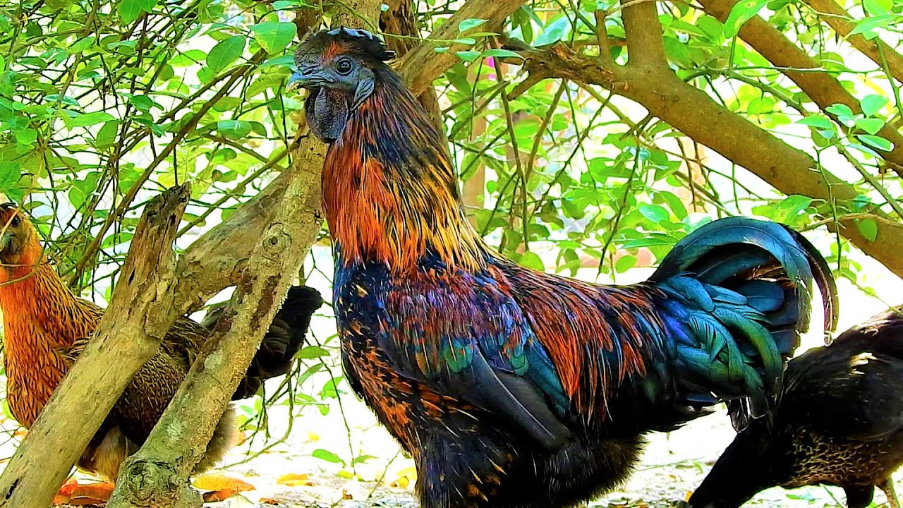 Hybrid Ayam Cemani Chickens | The Best of Black Chicken