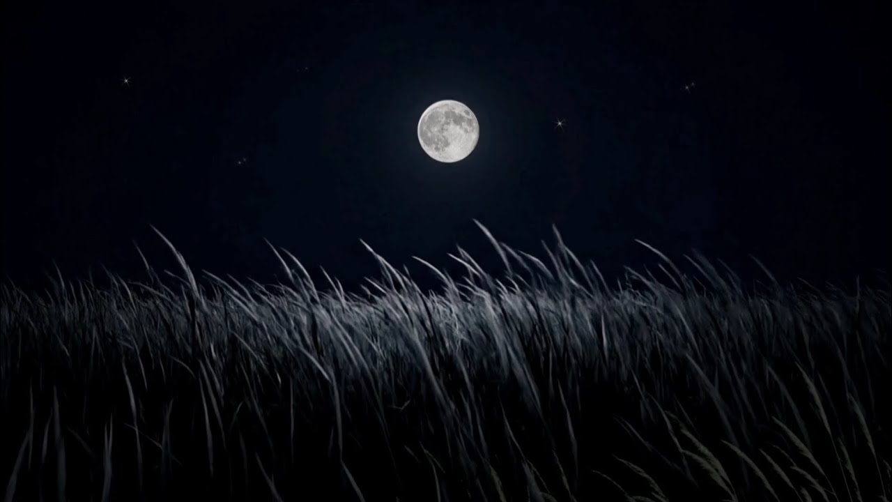 Summer Night Crickets – Relaxing Nature Sounds for Sleep, Focus & Stress Relief