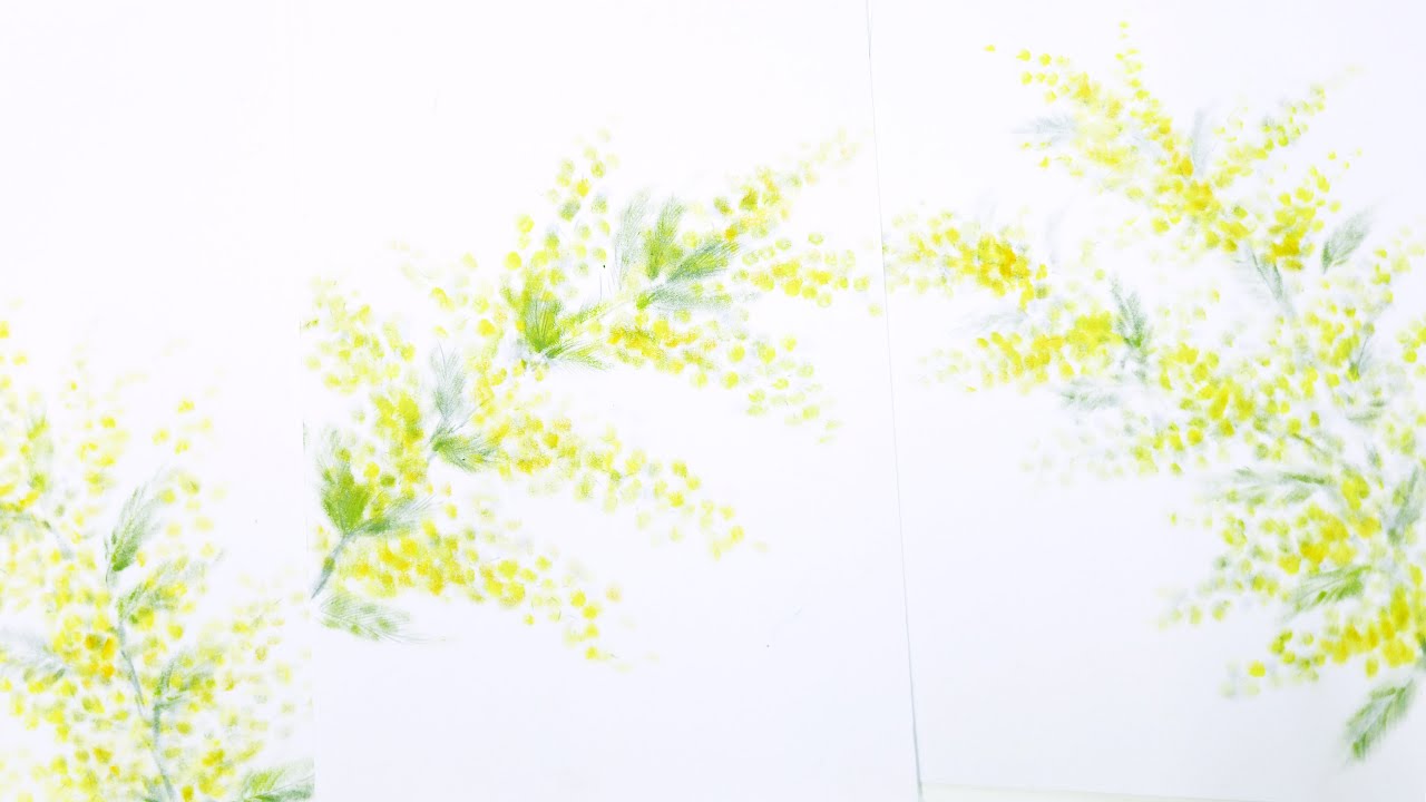 はがき絵　クレパスで描く　ミモザ