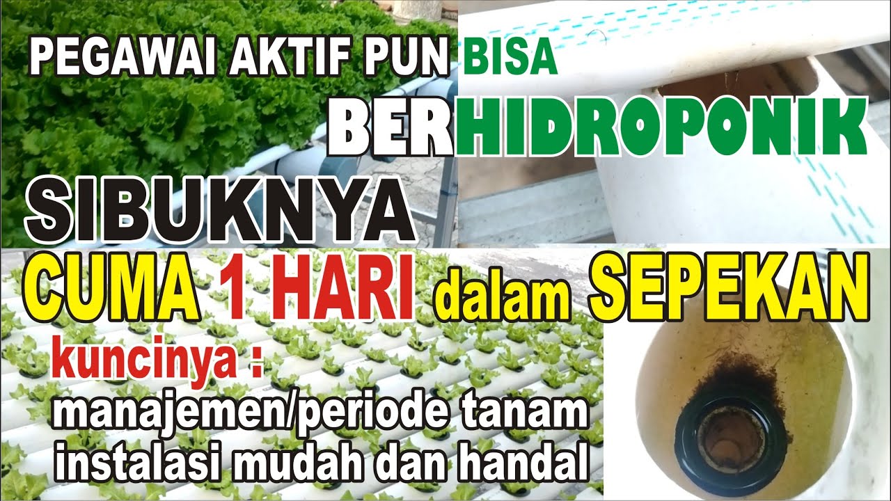 PERIODE TANAM YANG TEPAT DAN INSTALASI YANG HANDAL, KUNCI SUKSES HIDROPONIK BAGI KAMU YANG SIBUK.