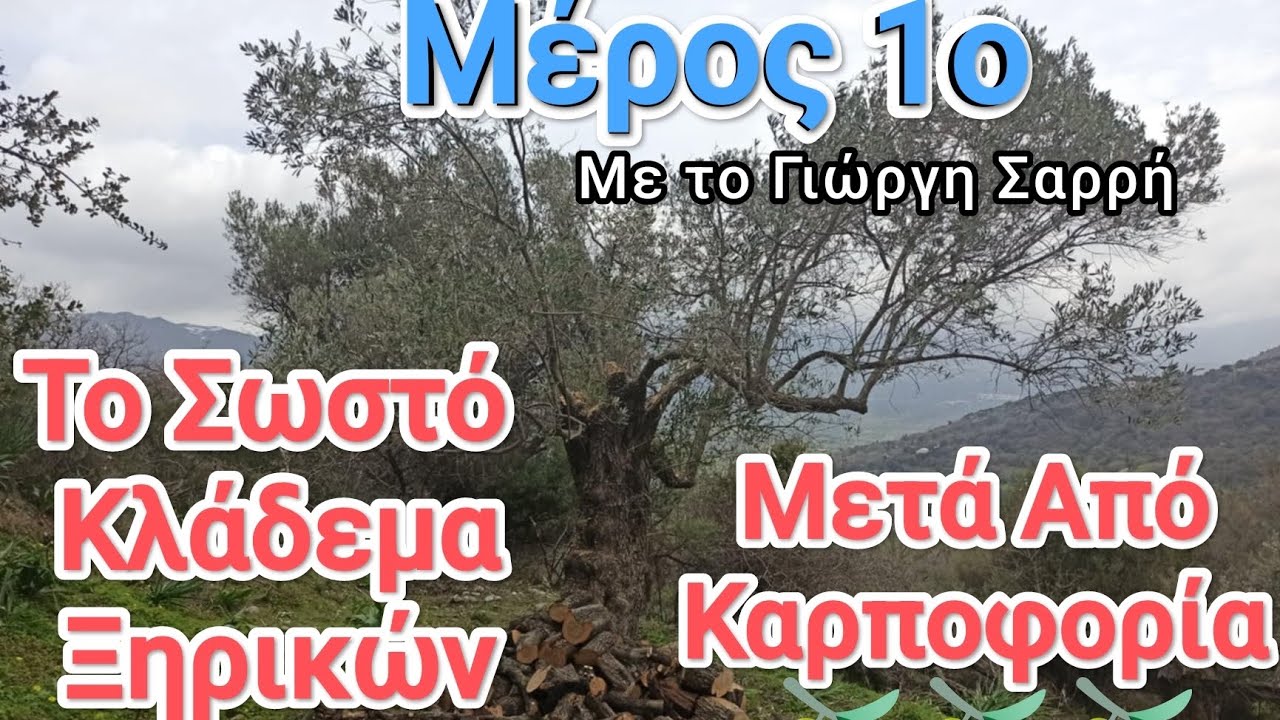🪚🪓 ΚΛΆΔΕΜΑ ΕΛΙΆΣ 🫒ΣΕΜΙΝΑΡΙΑΚΟ-ΠΩΣ ΚΛΑΔΕΎΟΥΜΕ ΣΩΣΤΆ ΞΗΡΙΚΟΥΣ ΕΛΑΙΏΝΕΣ, ΜΕΤΆ ΑΠΌ ΚΑΡΠΟΦΟΡΊΑ;