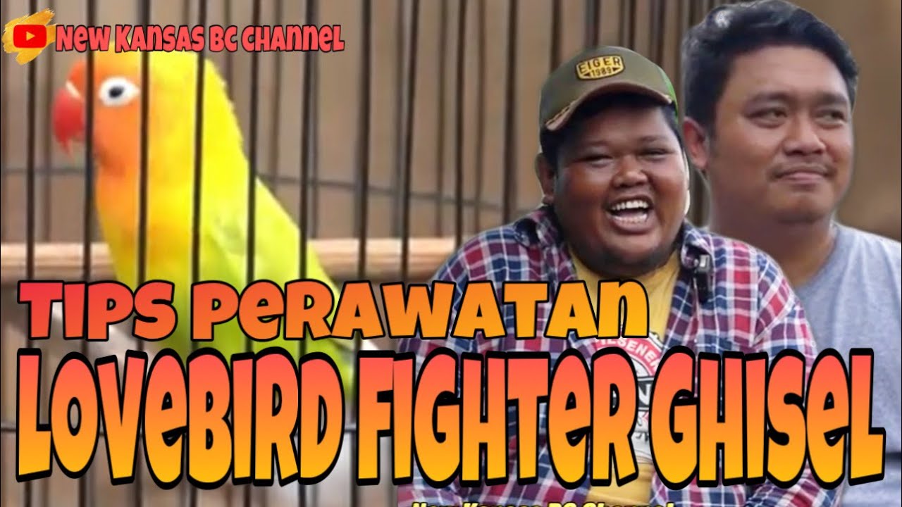 TIPS PERAWATAN LOVEBIRD BETINA FIGHTER GHISEL STABIL BERPRESTASI