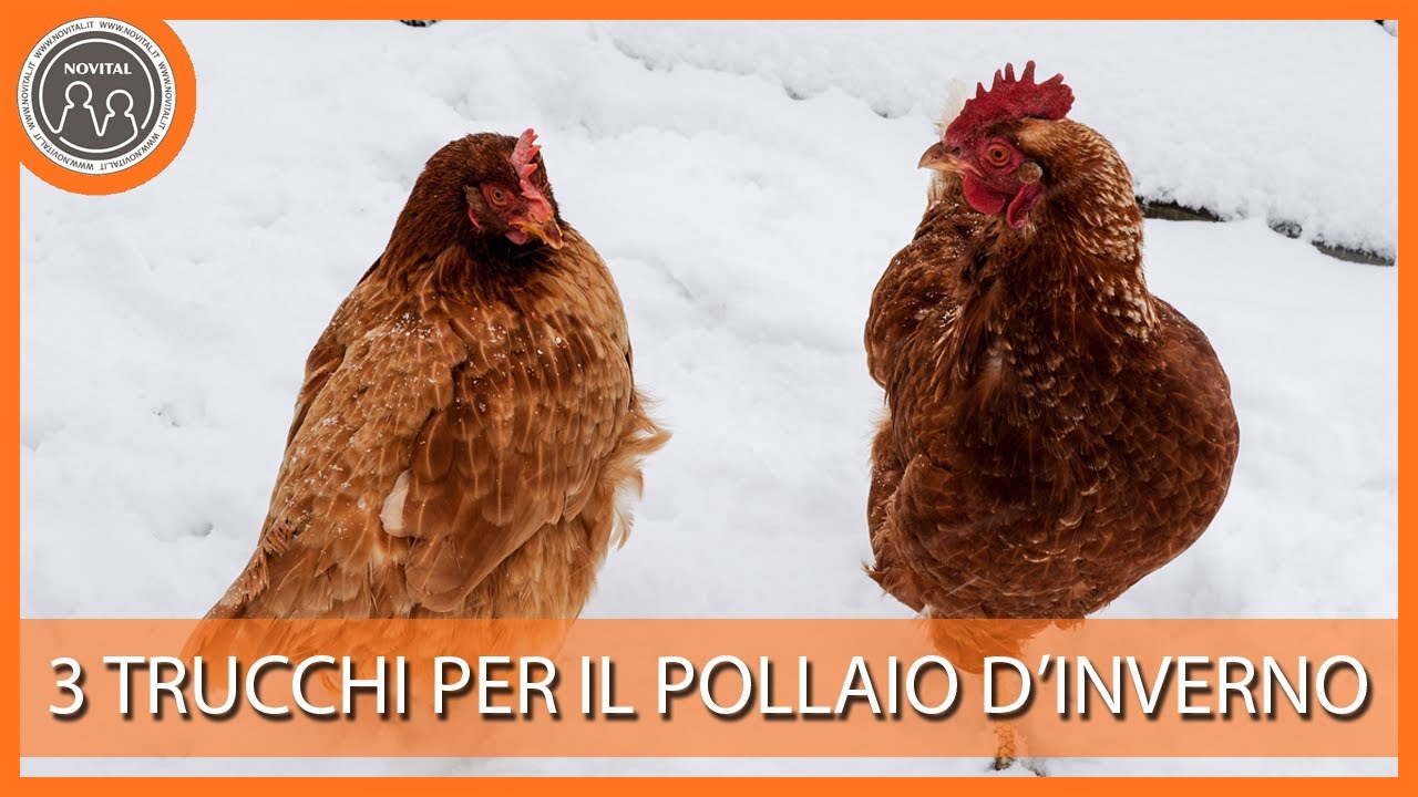 Pollaio d'inverno: tre trucchi per aiutare i polli. Pillole di Avicoltura