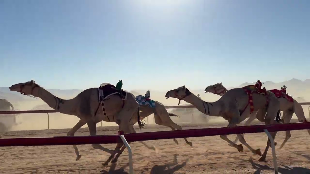 ش١. زمول ( الدولي ) عماد عبدالله الزوايده 