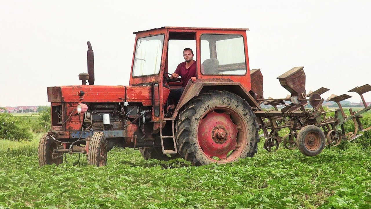Mergem la Bihor la prășit de floarea soarelui cu UTB 650 🚜⚙🌻