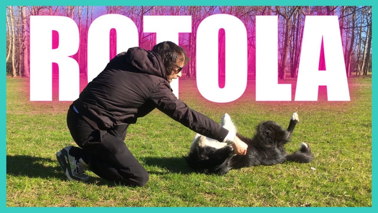 Come INSEGNARE al CANE a ROTOLARE a COMANDO