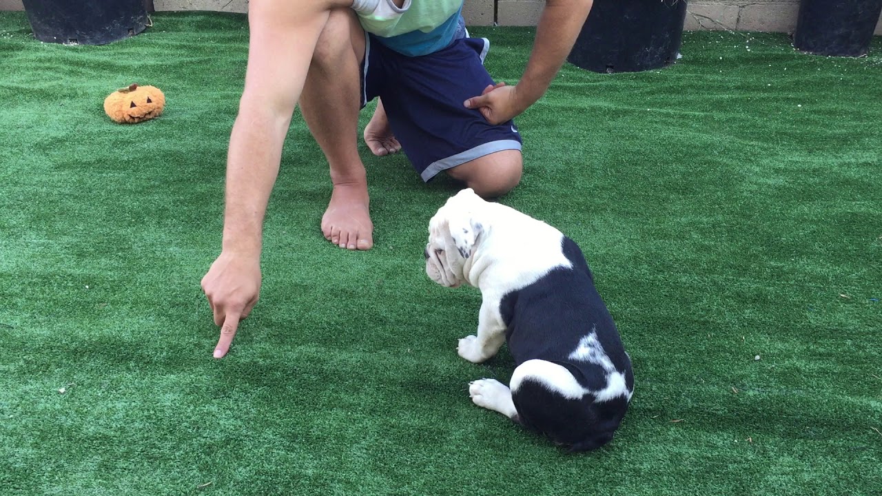 English BullDog Puppy Training 12 weeks old - Sit , Place and Stay with Raw meat treats