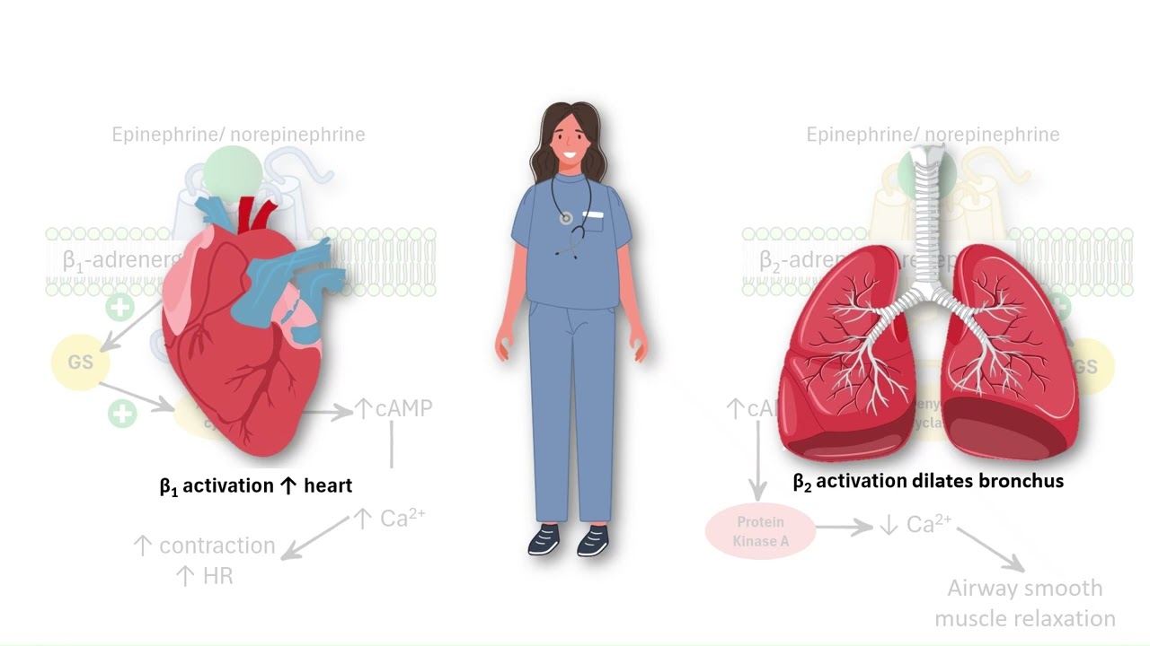 Why &beta;-Blockers Can Trigger Asthma