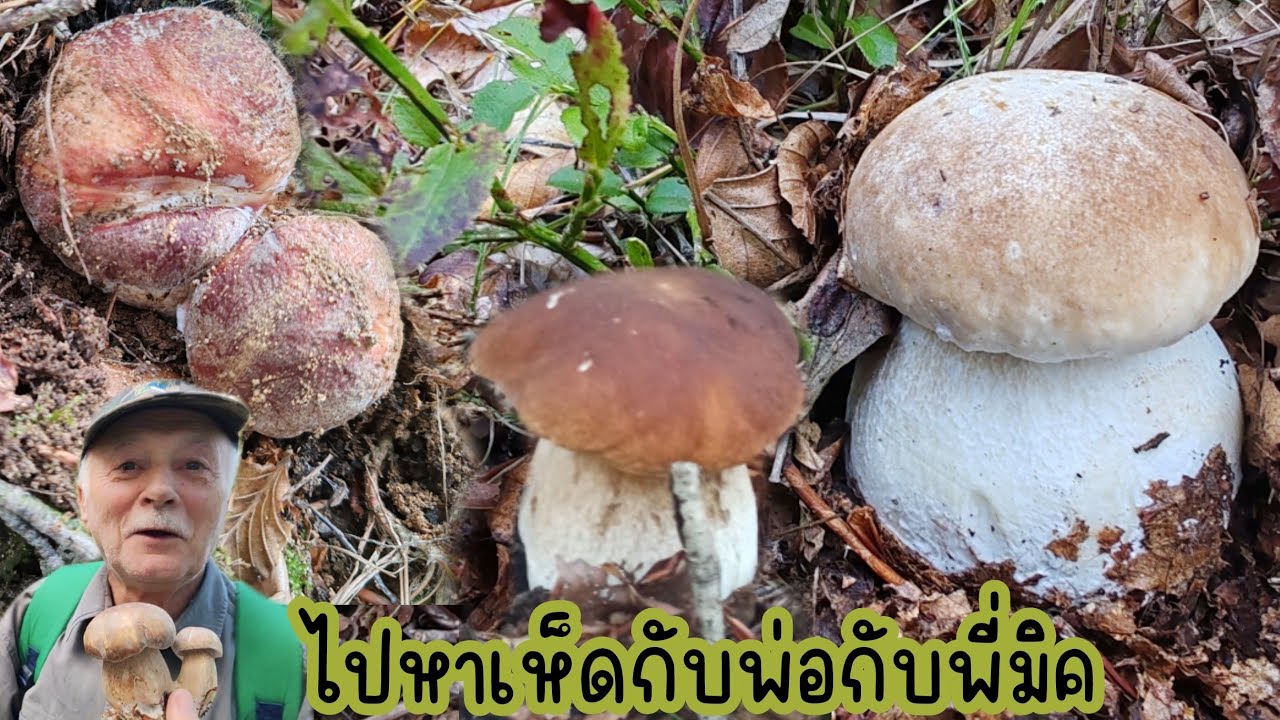 ดีใจๆๆเห็ด​ผึ้ง​หวาน​แถว​บ้าน​ออกแล้ว​ หนุ่มๆชวนไปเก็บ​เห็ด​.Ep129|2024