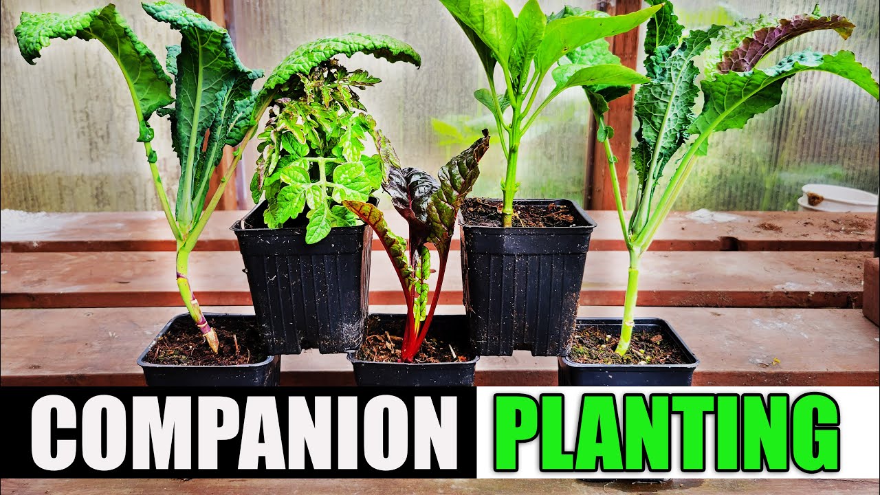 Companion Planting - The Definitive Guide