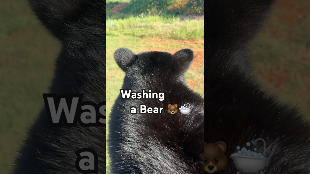 Washing a Bear 🐻🛁   #taxidermy #bear #bearbath #washingabear #taxidermybear