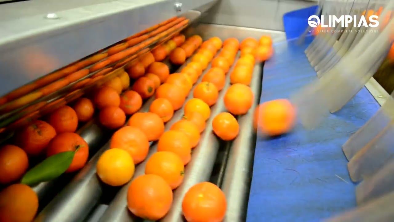 OLIMPIAS S.A. | Sorting & Packing Line for citrus fruits. Γραμμή ταξινόμησης για εσπεριδοειδή.