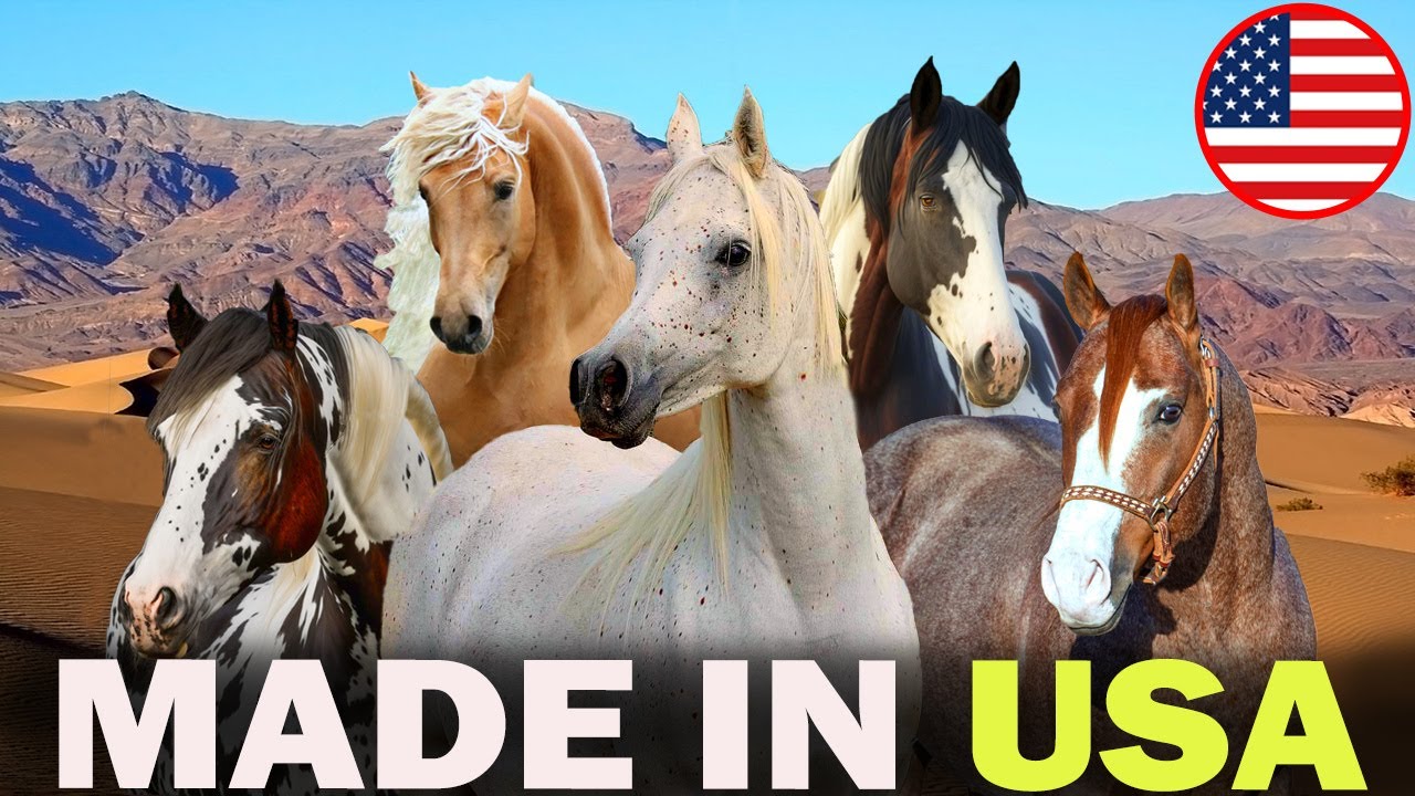 Все 5 американских пород лошадей с арабской кровью (тогда и сейчас, с современными заводчиками)