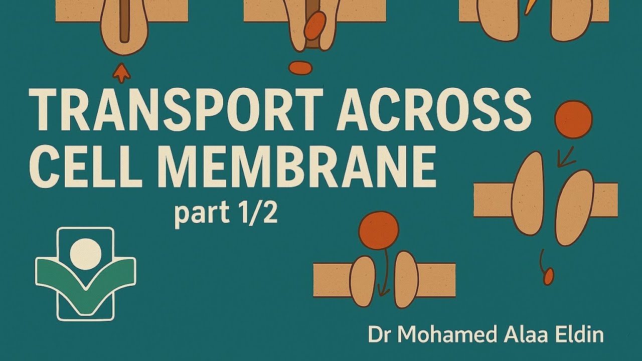 شرح بالعربي | Transport Across Cell Membrane Part (1/2)