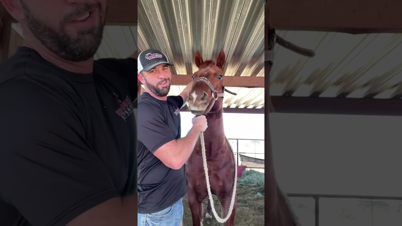 Equine chiropractor adjusts a horse with a very sore upper neck.