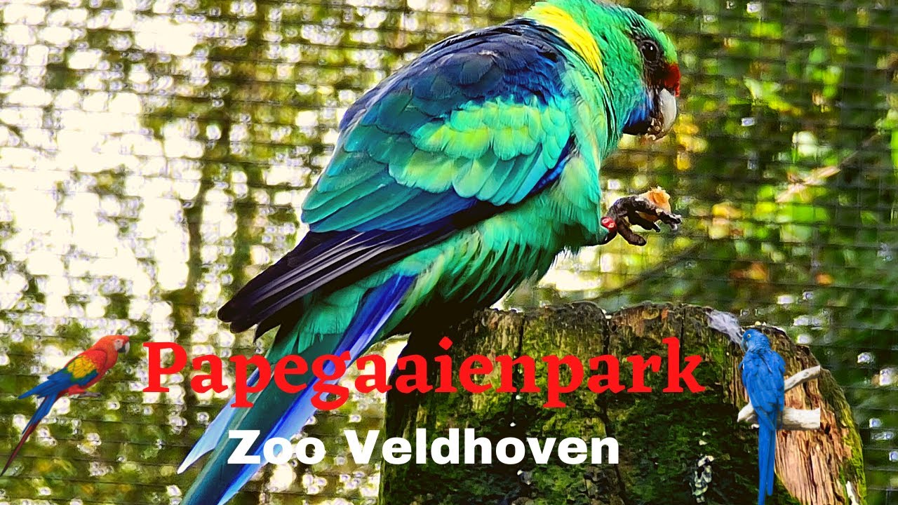 Zoo Veldhoven Papegaaienpark