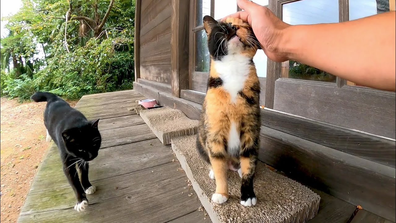 Я был надденаде Cit Cat Cat и черный кот, который спал на крыльце