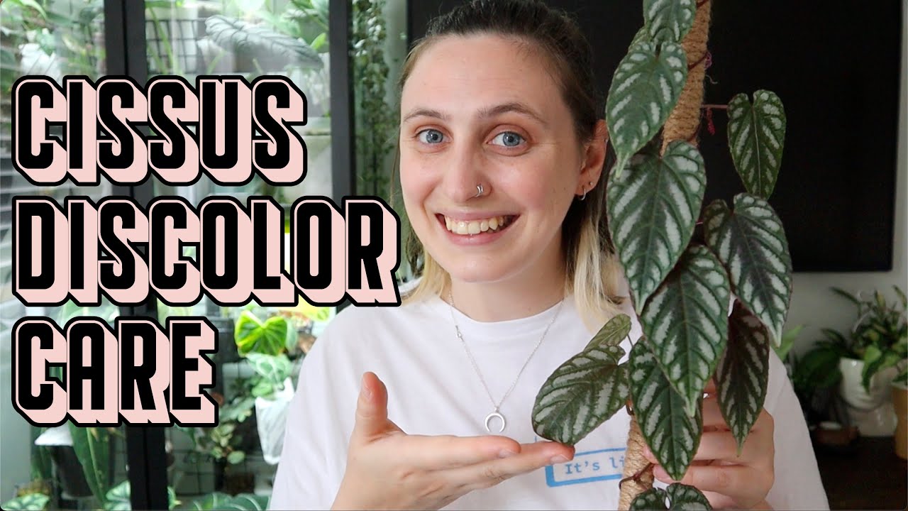 How to Care for CISSUS DISCOLOR 🪴 Rex Begonia Vine Tips & Tricks