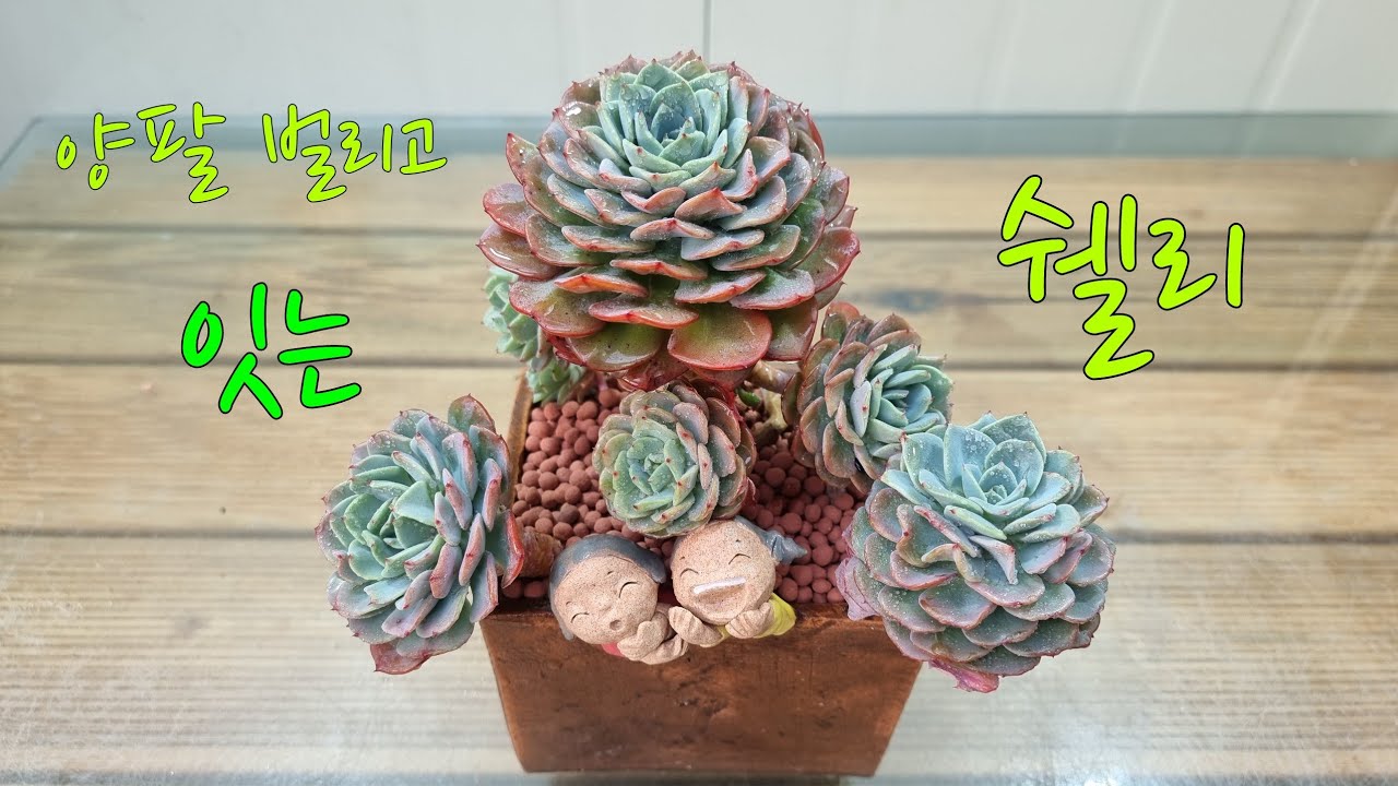 (25.5.18.일)💞쉘리 💞화분이랑 잘 어울리나요~😁😄향원이네다육 010-6828-3188