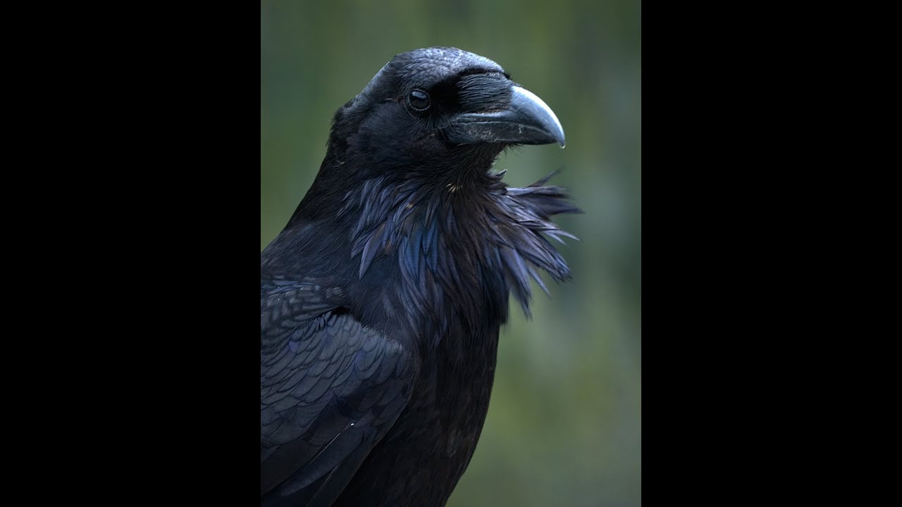 Il Richiamo del Corvo