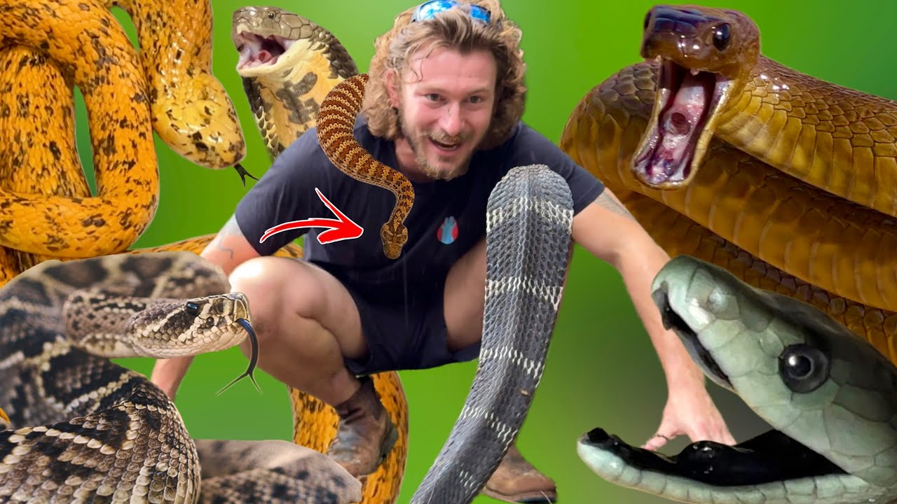 My MOST VENOMOUS Snakes!