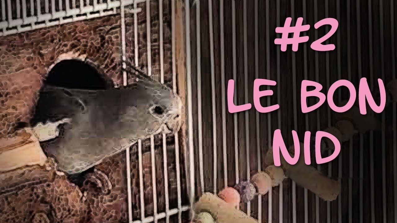 TUTO Reproduction #2 : Choisir, préparer et poser le nid