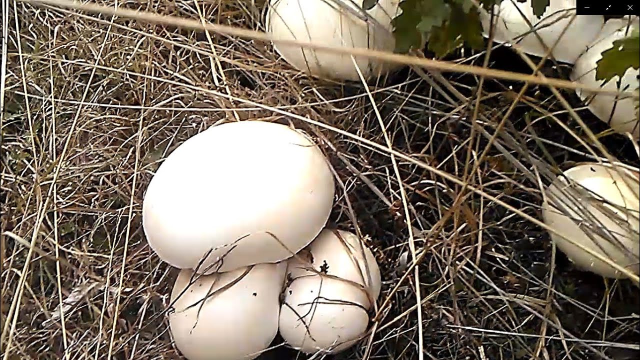 Agaricus Macrosporus / The Giant Champignon / Season 2021