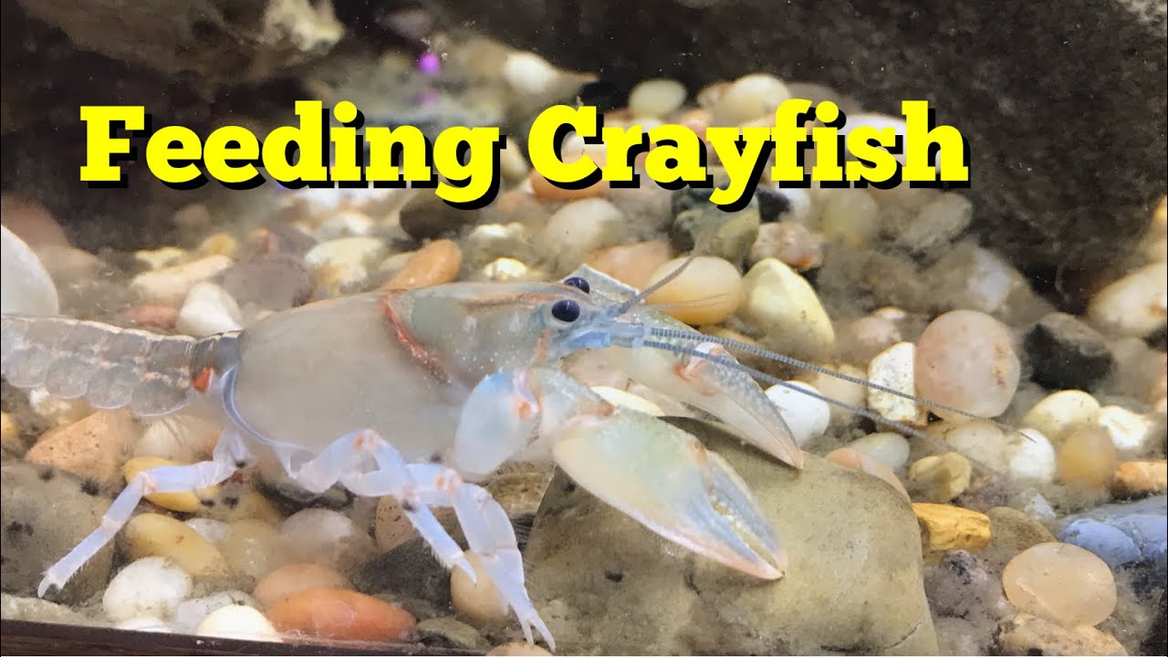 Feeding your Crayfish
