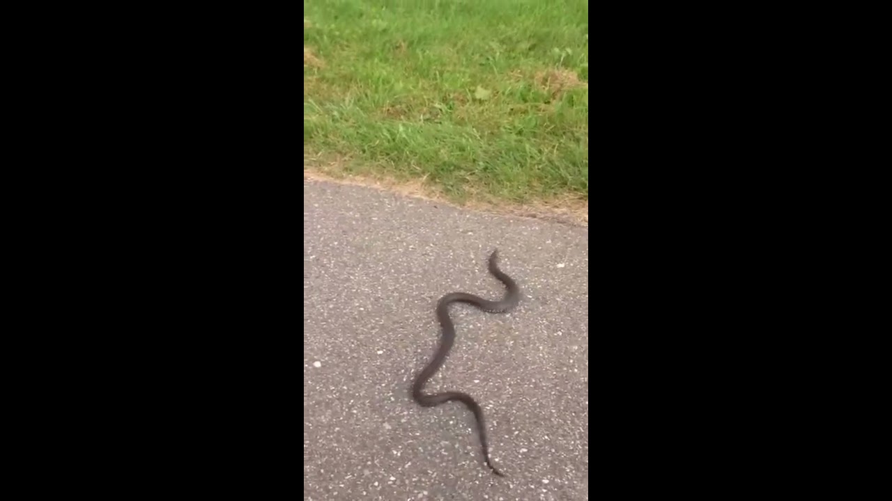 Awesome big Snake in Europe
