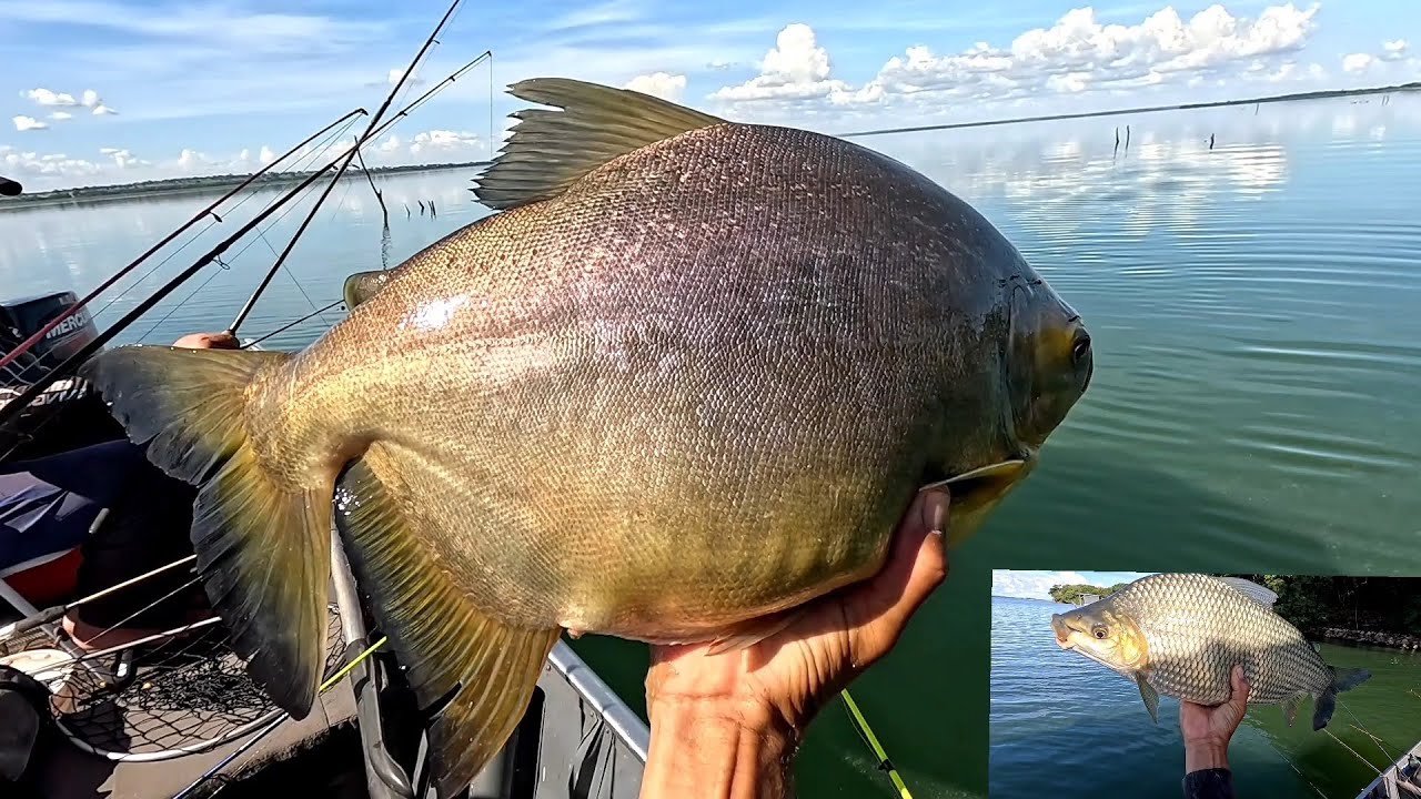 Aqui só tem Peixe de medida veja os gigantes arrastando tudo é impressionante Pescaria Rio grande
