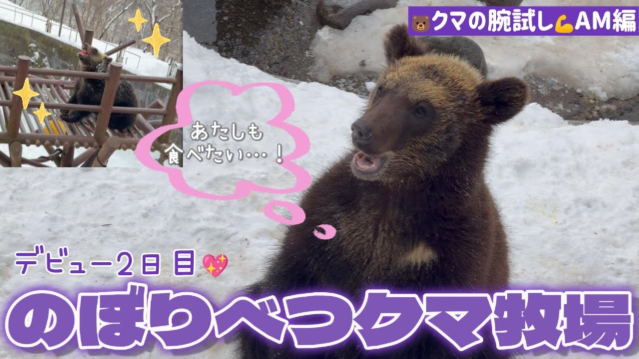 【2026/02②】デビュー2日目🐻クマの腕試し💪AM編