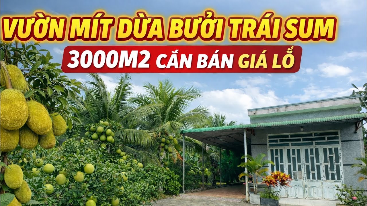 Lộc Phát Đầu Năm! Nhà Vườn 3000m2 Kế Suối Mơ Nhà Kiên Cố, Thu Hoạch Mạnh – Chủ Cần Bán Nhanh