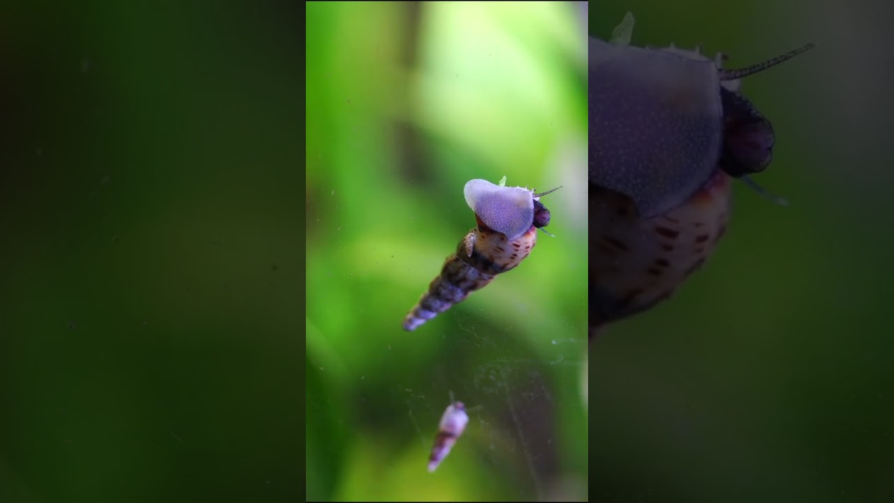 Malaysian Trumpet Snails Can Be Good! 