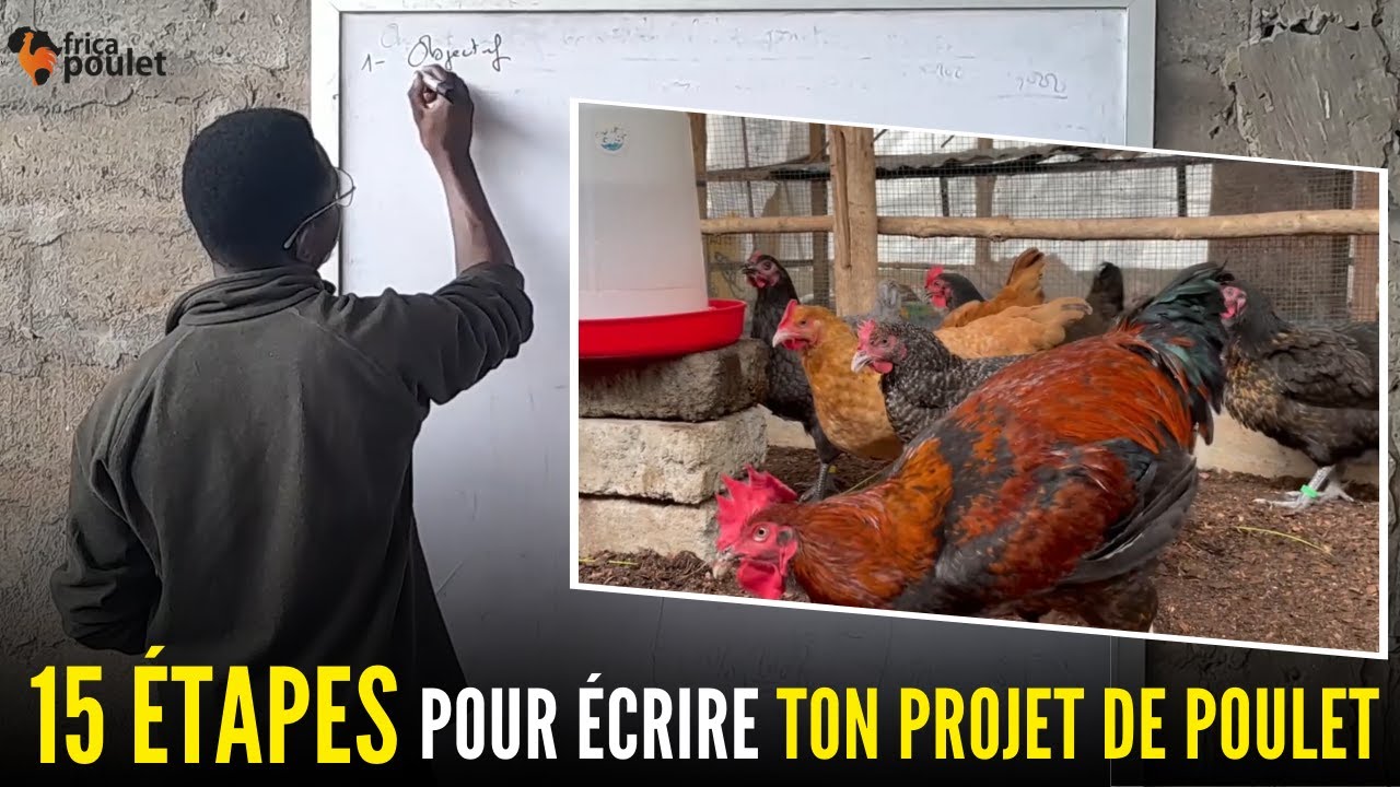 COMMENT écrire EN 15 ETAPES son PROJET DU POULET LOCAL en AFRIQUE? (élevage du poulet local 100%)