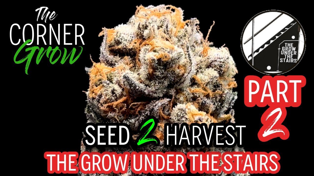 Seed to Harvest - The Grow Under The Stairs Grow Part 2, Making Bubble Hash and Fresh Frozen Rosin