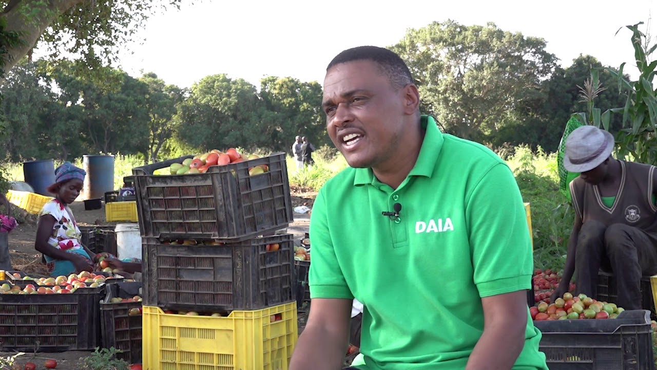 Quatro etapas dinamizam cadeia de valor do tomate no distrito de Moamba na província de Maputo