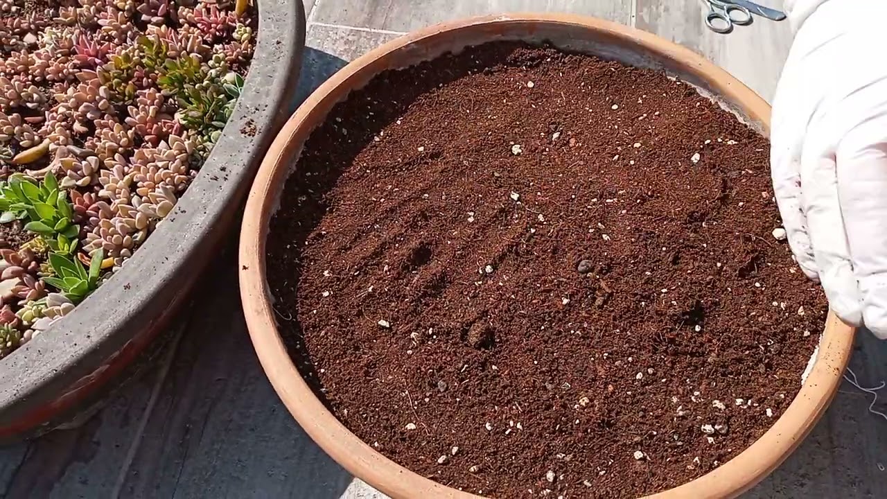Kullandığım Cocopeat ve büyüyen bebekler