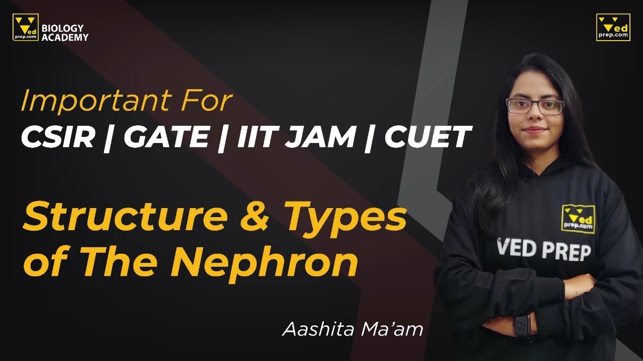 Nephron Structure & Types | CSIR NET, GATE, IIT JAM & CUET