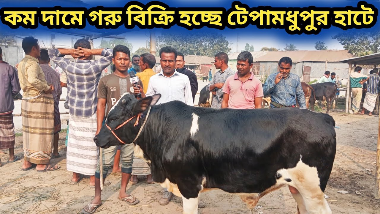 ২২ফেব্রুয়ারি ২০২৬| খামার উপযোগী ফিজিয়ান ক্রস গরু টেবামধুপুর হাটে বিক্রি হচ্ছে তুলনামূলক কম দামে! 
