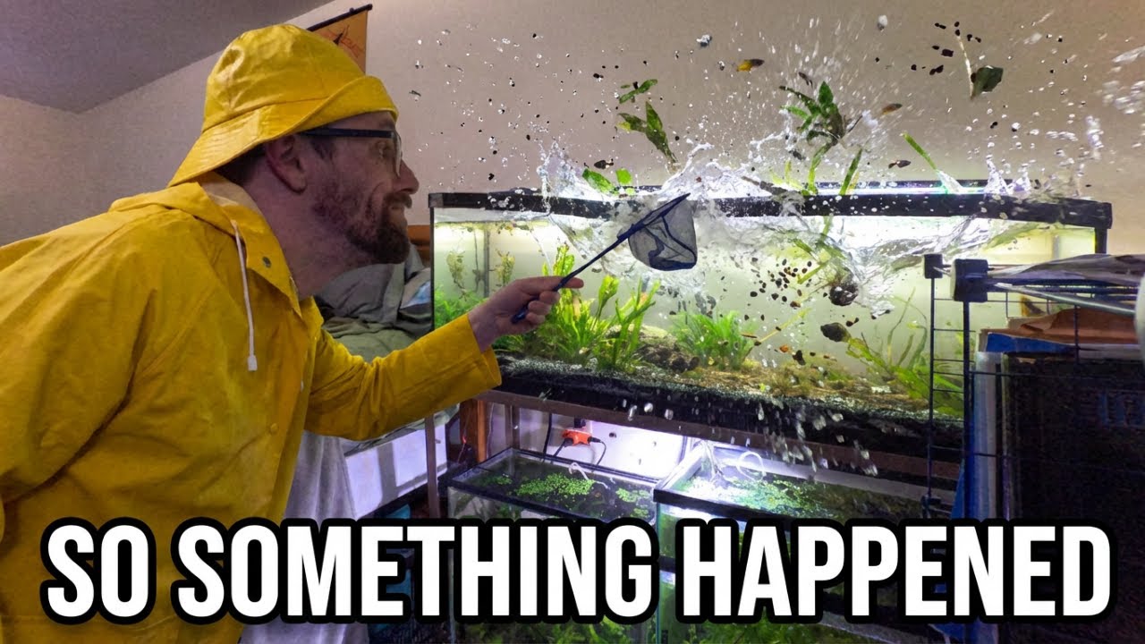 Something Went Very Wrong In My Fish Room