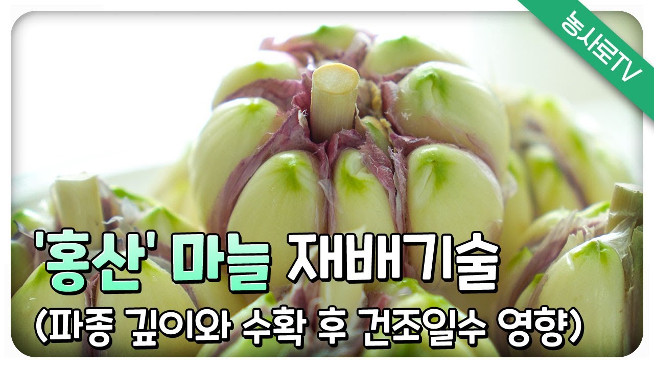 [농업기술동영상] ‘홍산’ 마늘 재배기술 (파종 깊이와 수확 후 건조일수 영향)