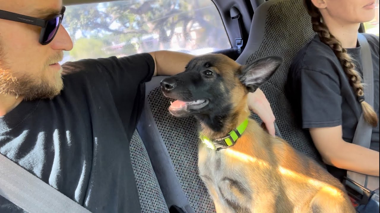 Puppy Gets Last Vaccines And Saying Goodbye #doglife #puppy #dog