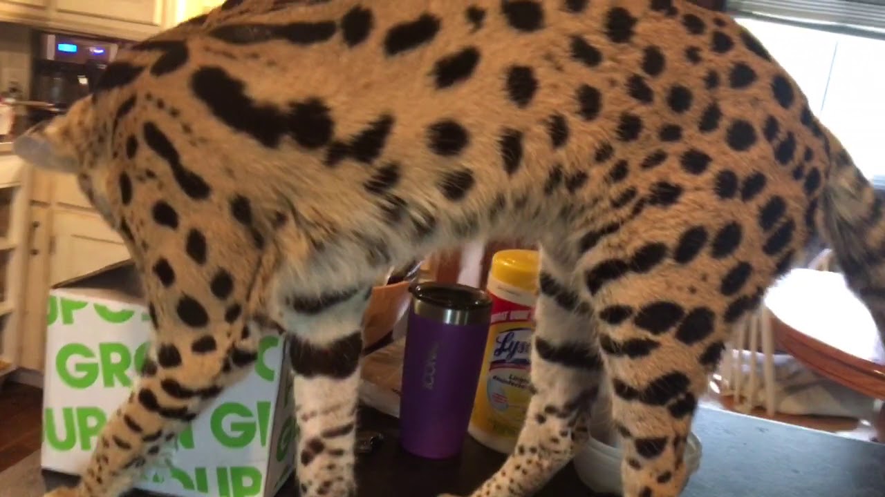 Serval Sounds