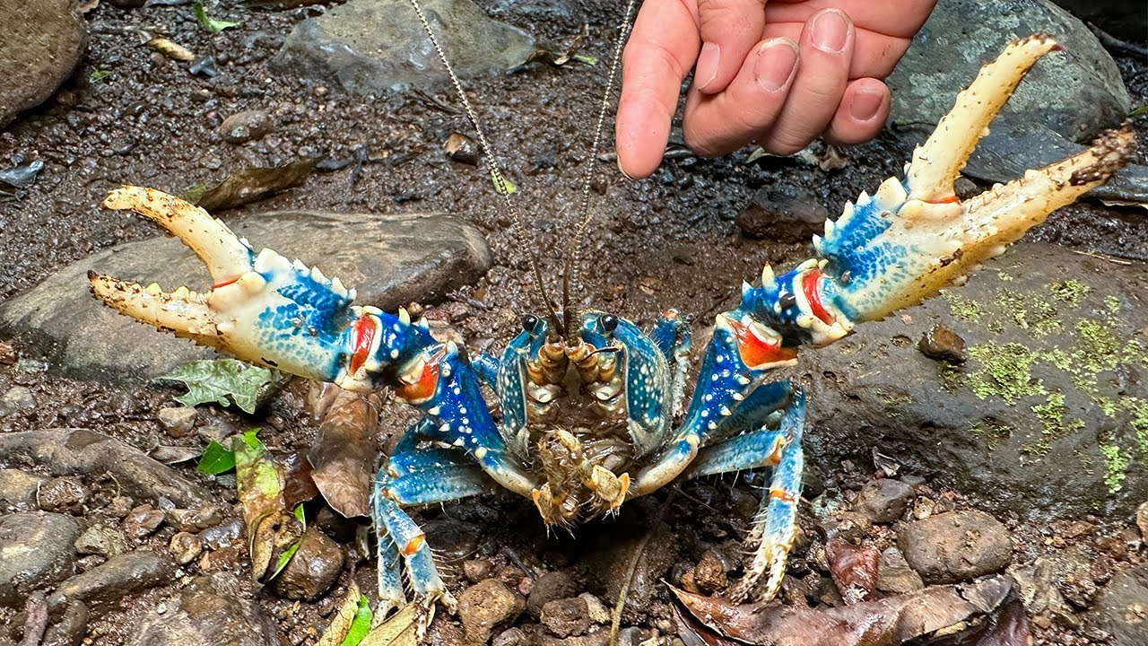 야생 술카투스 발견! 계곡에 이런 크기의 가재가...