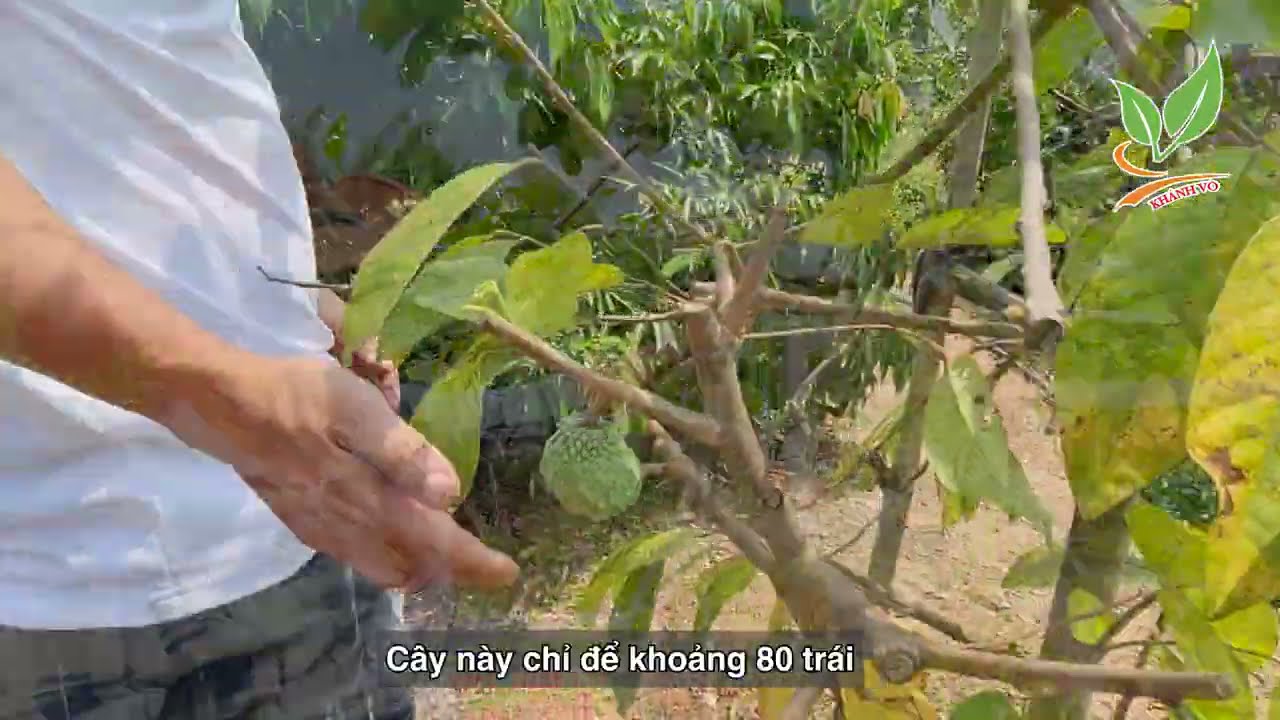 Giống cây trồng Na Dứa Đài Loan (Mãng cầu Đài Loan) chuẩn | Giá từ vài trăm ngàn | 096 234 7777