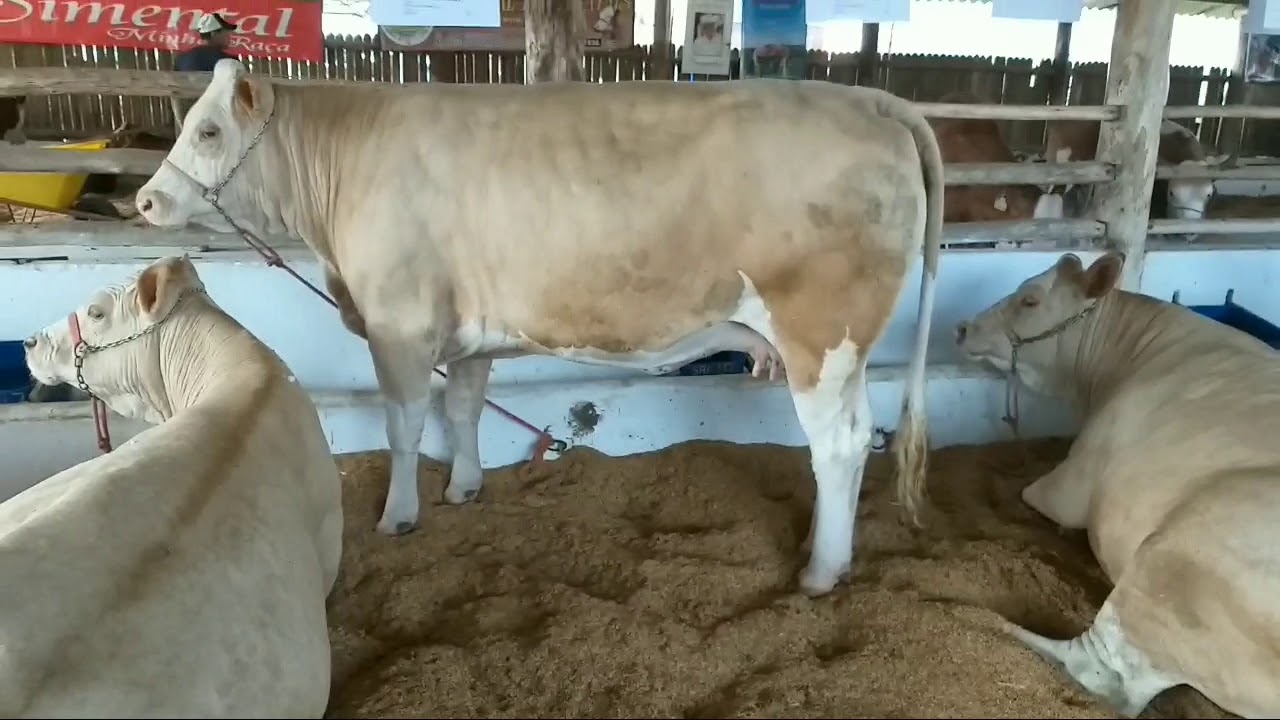27° Exposição Nacional de gado Simental e Simlandes