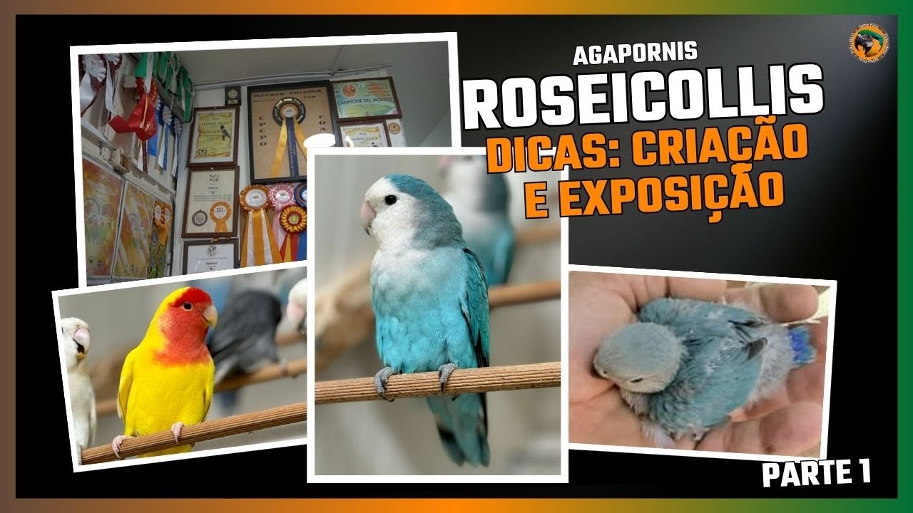 CRIAÇÃO DE AGAPORNIS ROSEICOLLIS: trabalho genético/exposições e dicas de reprodução | Parte 1