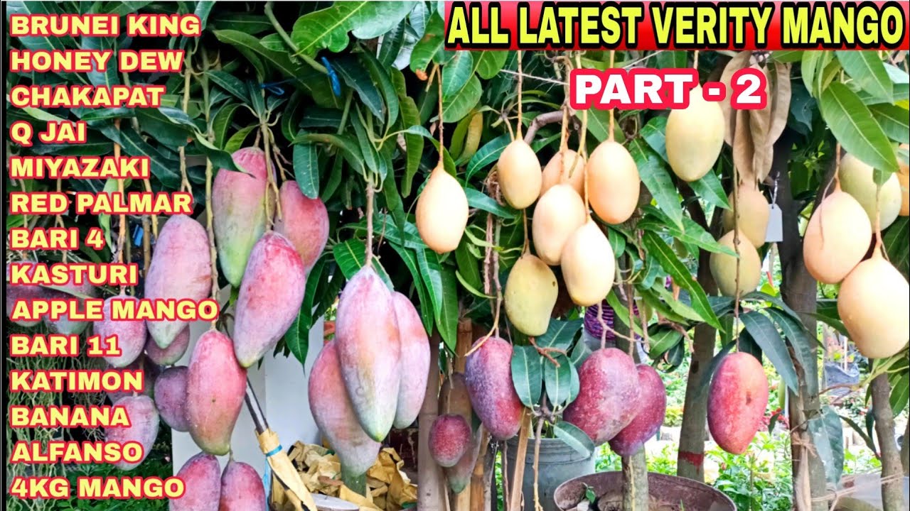 Thai All Verity Mango Plant/ Thai Red Verity Latest Mango Plant